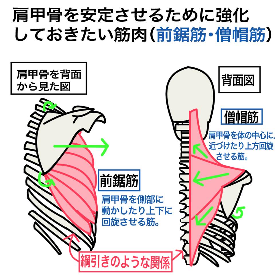 肩甲骨のコントロール Key Fit